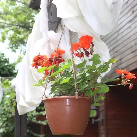 Country house Elrio *